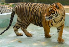 Animaux